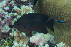 Pomacentrus brachialis