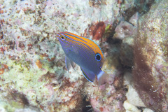 Pomacentrus bankanensis