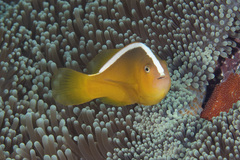 Amphiprion sandaracinos