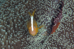Amphiprion sandaracinos