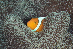 Amphiprion leucokranos