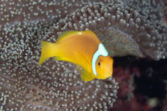 Amphiprion leucokranos