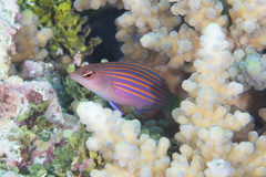 Pseudocheilinus hexataenia