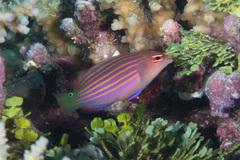 Pseudocheilinus hexataenia