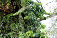 Angiospermae