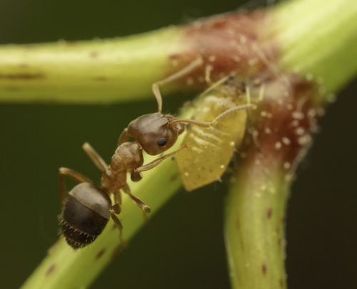 Lasius brunneus nuotrauka