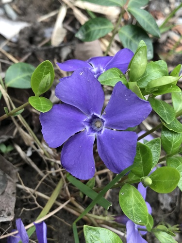 lesser periwinkle