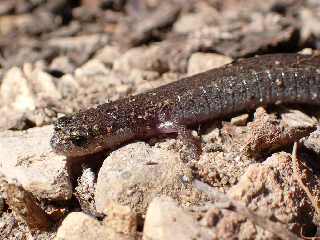 Arguello Slender Salamander