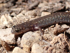 Arguello Slender Salamander photo 1