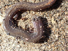 Arguello Slender Salamander photo 3