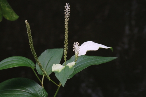 Saururus chinensis (Saururus chinensis)