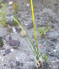 Bulbinella trinervis