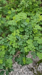 Coronilla valentina glauca