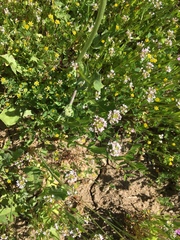 Plectritis macrocera