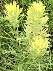 Castilleja citrina