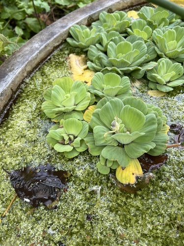 Pistia stratiotes observed 2024-04-29