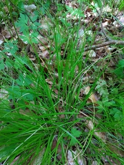 Carex remota