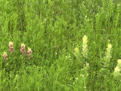 Castilleja citrina