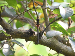 Gynacantha ryukyuensis