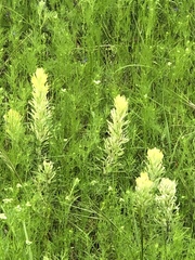 Castilleja citrina