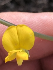 Lebeckia brevipes