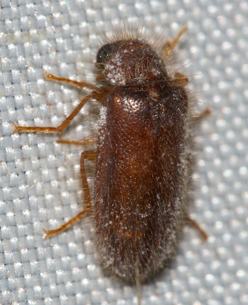 Rhadalus testaceus