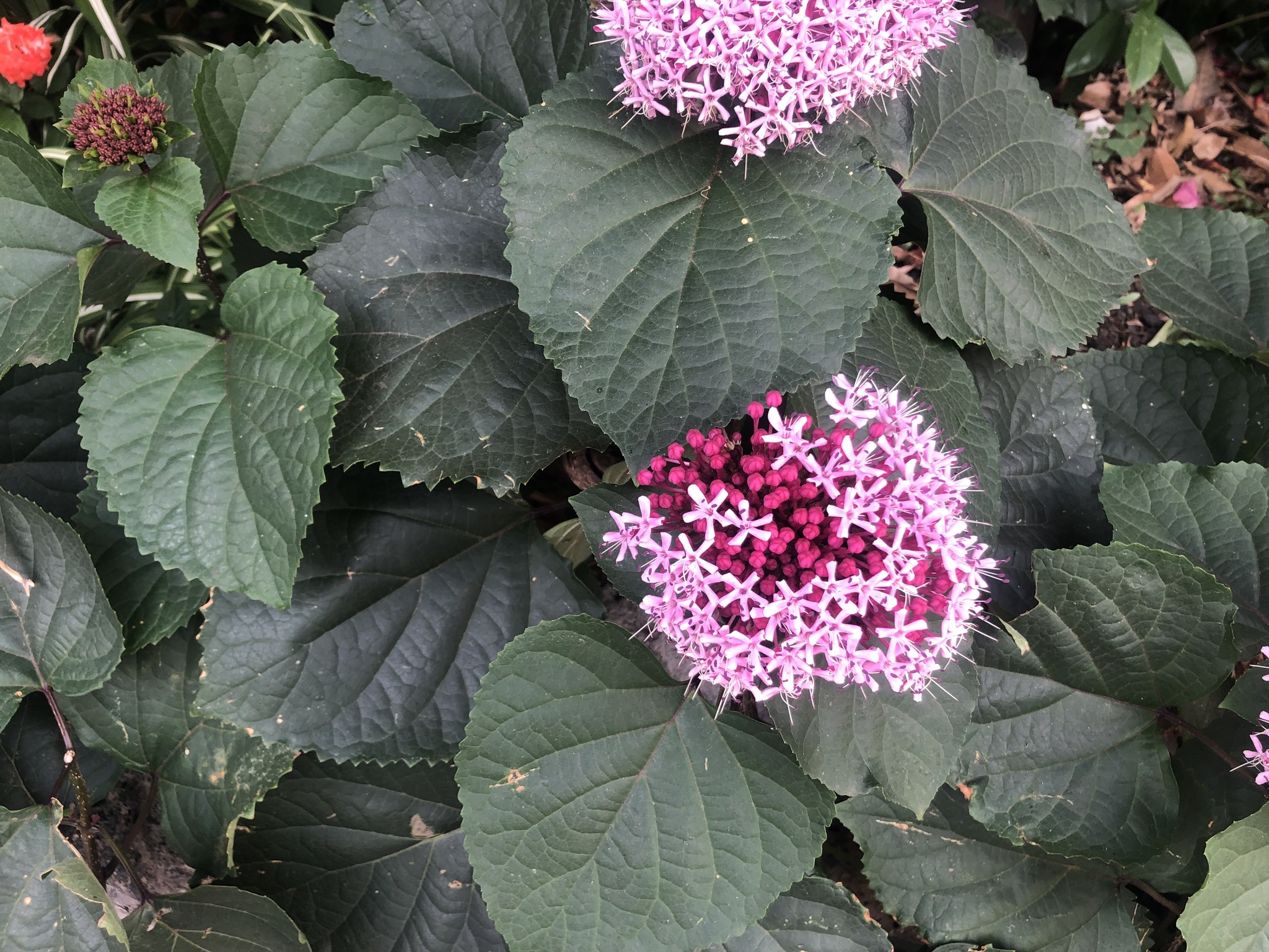 Imagem de Clerodendro