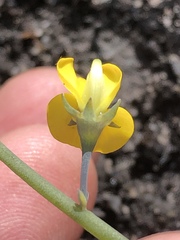 Lebeckia brevipes