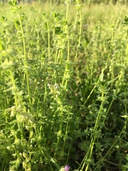Cruciata pedemontana