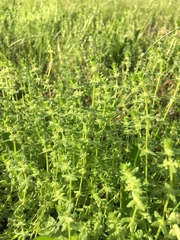 Cruciata pedemontana