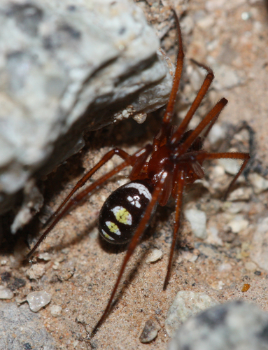 Asagena medialis