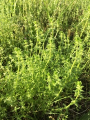 Cruciata pedemontana