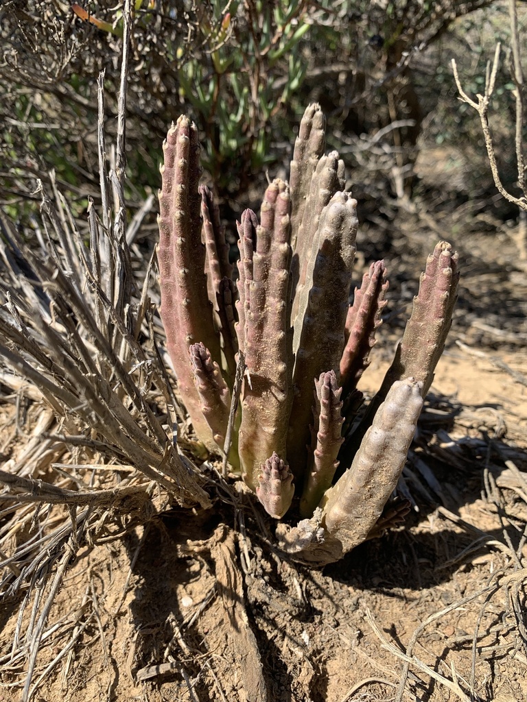 Foto de Flor-cadáver