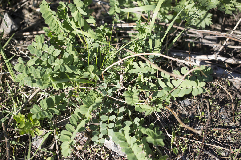 Coronilla varia, Воскресенский р-н, Московская обл., Россия