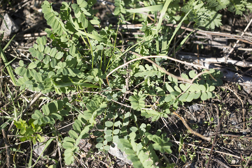 crownvetch (Securigera varia)