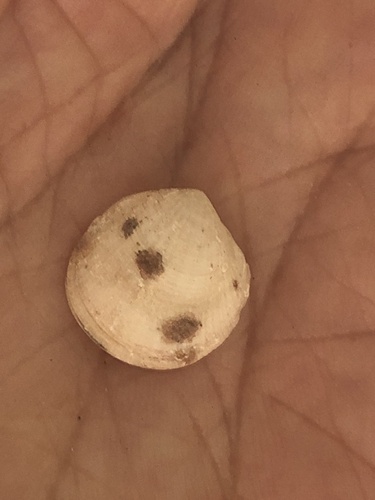 Clathrolucina costata observed 2024-04-19