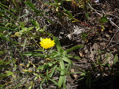 Agoseris glauca glauca