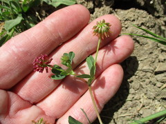 Trifolium gracilentum