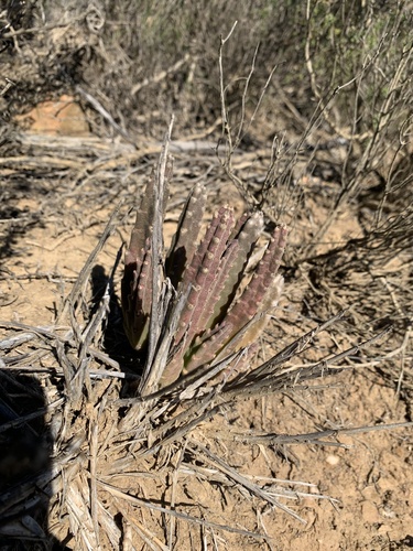 Foto de Flor-cadáver