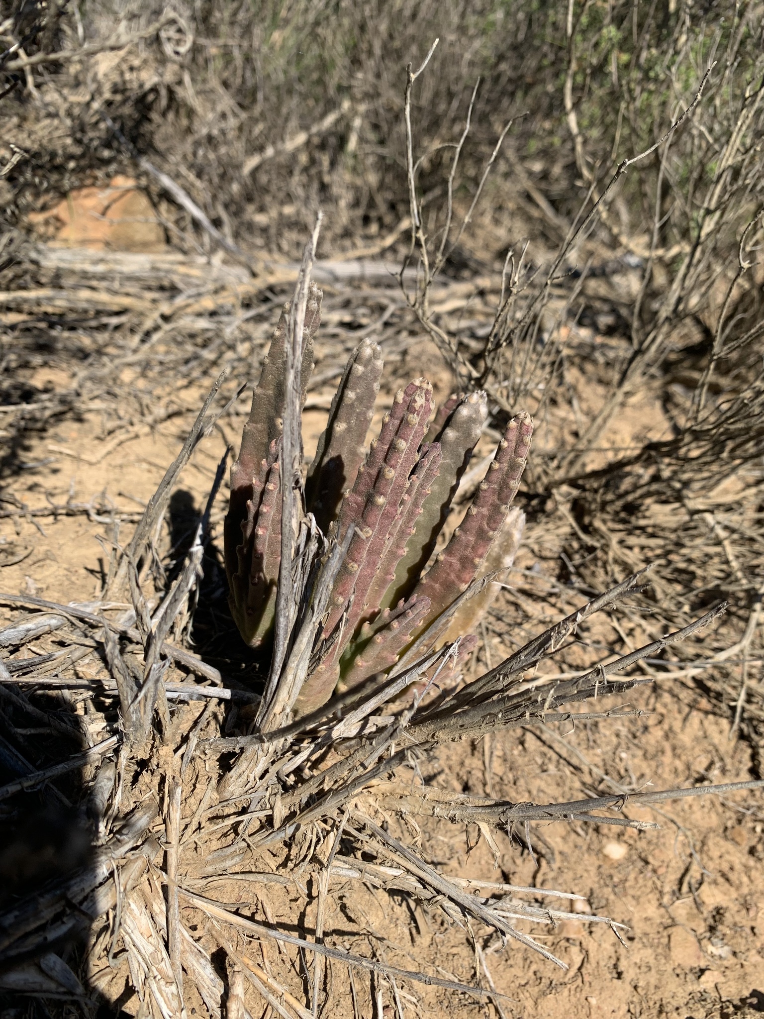 Imagem de Flor-cadáver