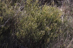 Phylica cephalantha