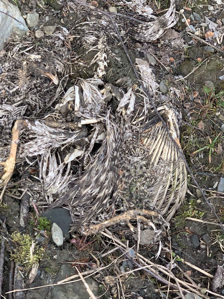 Domestic Chicken from Vermont Rte 15 E, East Hardwick, VT, US on April ...