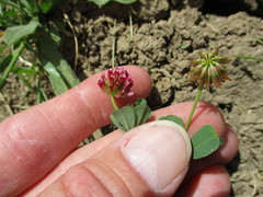 Trifolium gracilentum