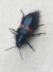 Astylus aulicus