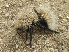 Dasymutilla sackenii