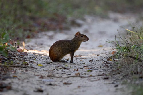 Iack's Red-rumped Agouti