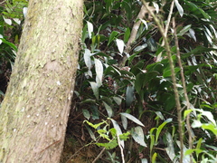 Pleurothallis lindenii