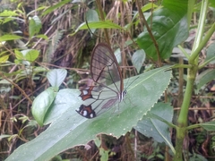 Pseudohaetera hypaesia