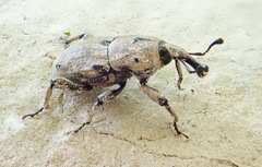 Sphenophorus melanocephalus