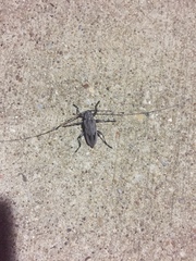 Acanthocinus nodosus